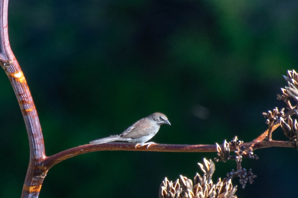 Five-striped Sparrow - ML154773931