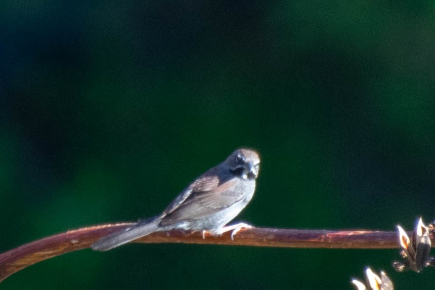 Five-striped Sparrow - ML154773941