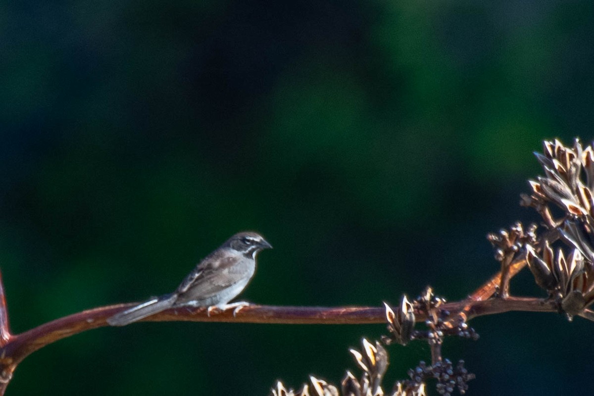 Five-striped Sparrow - ML154773951