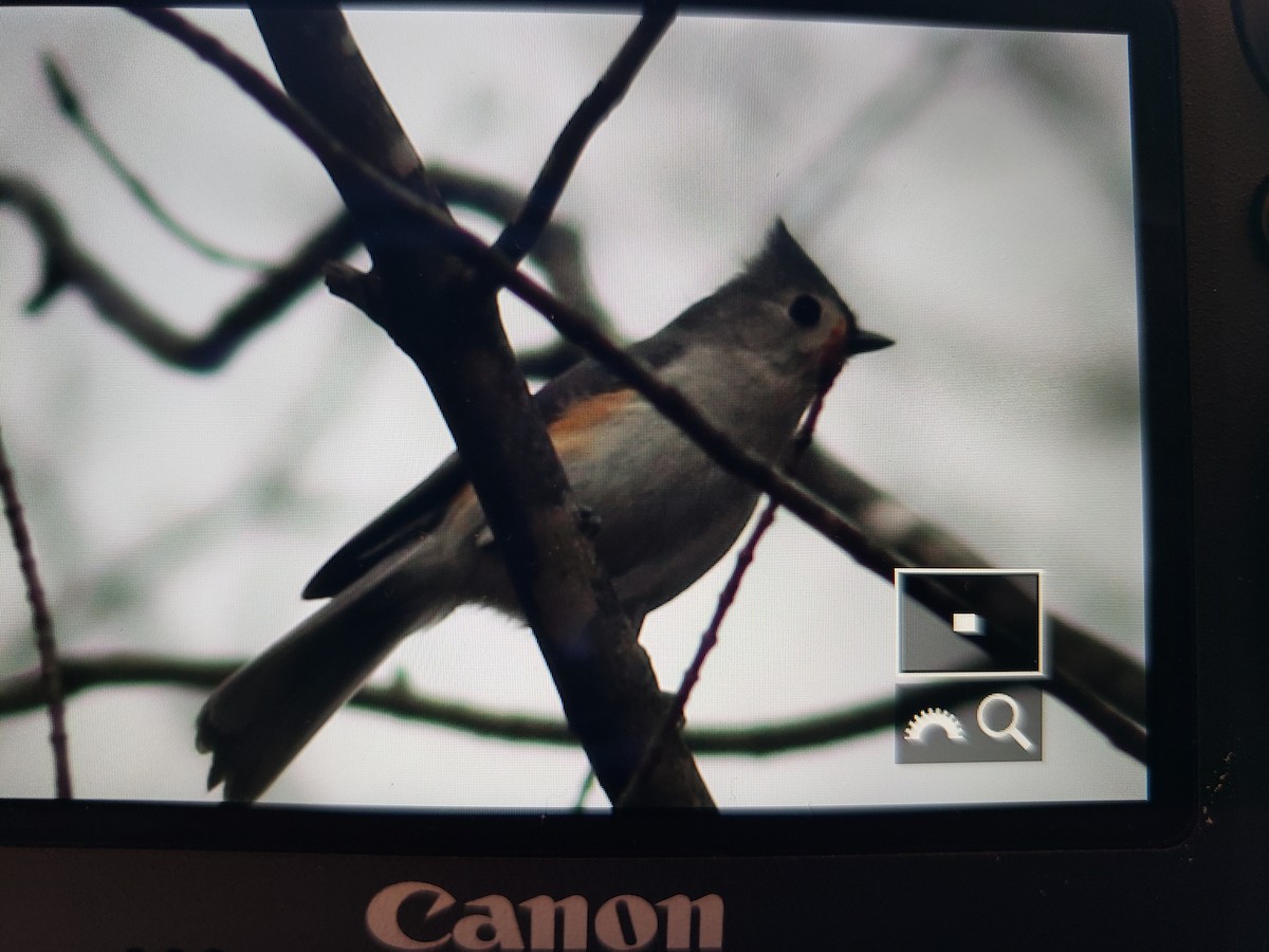 Tufted Titmouse - ML154774191