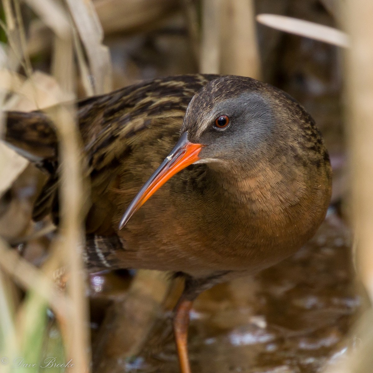 Virginia Rail - Dave Brooke