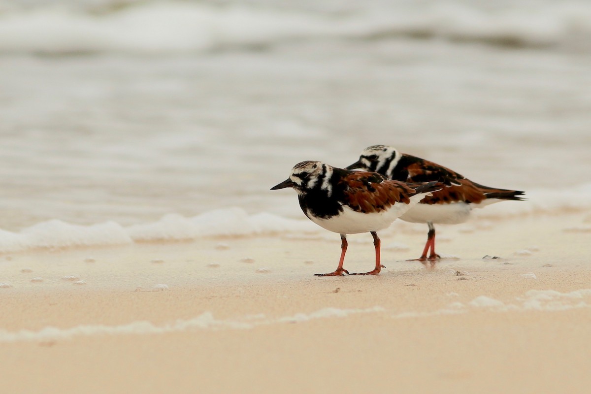 Ruddy Turnstone - Oscar Johnson