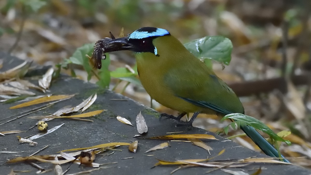 Andean Motmot - ML154775721