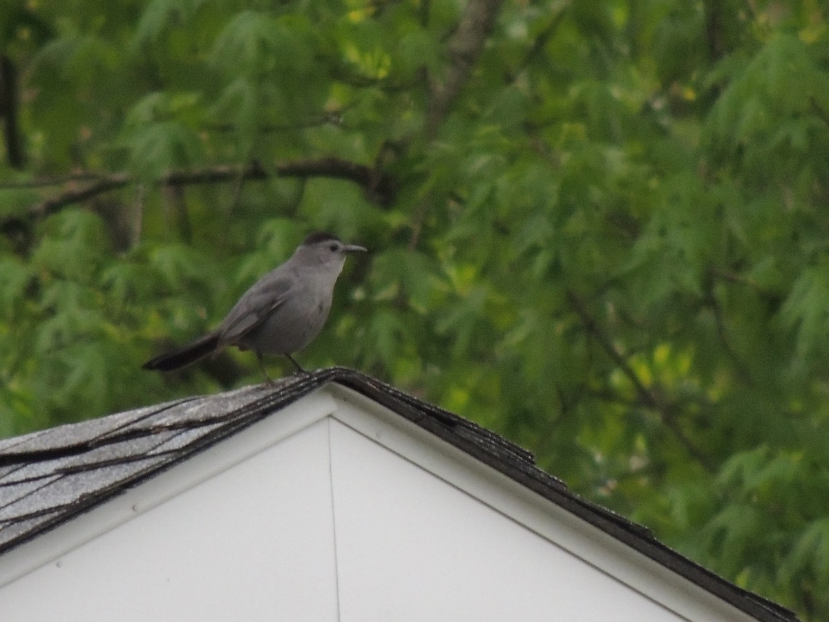 Gray Catbird - ML154777321