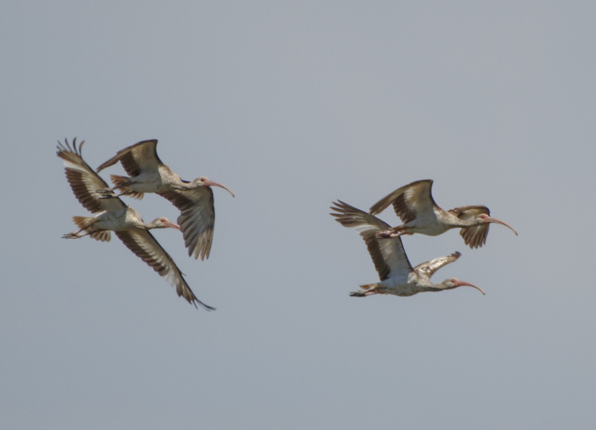 White Ibis - ML154779031