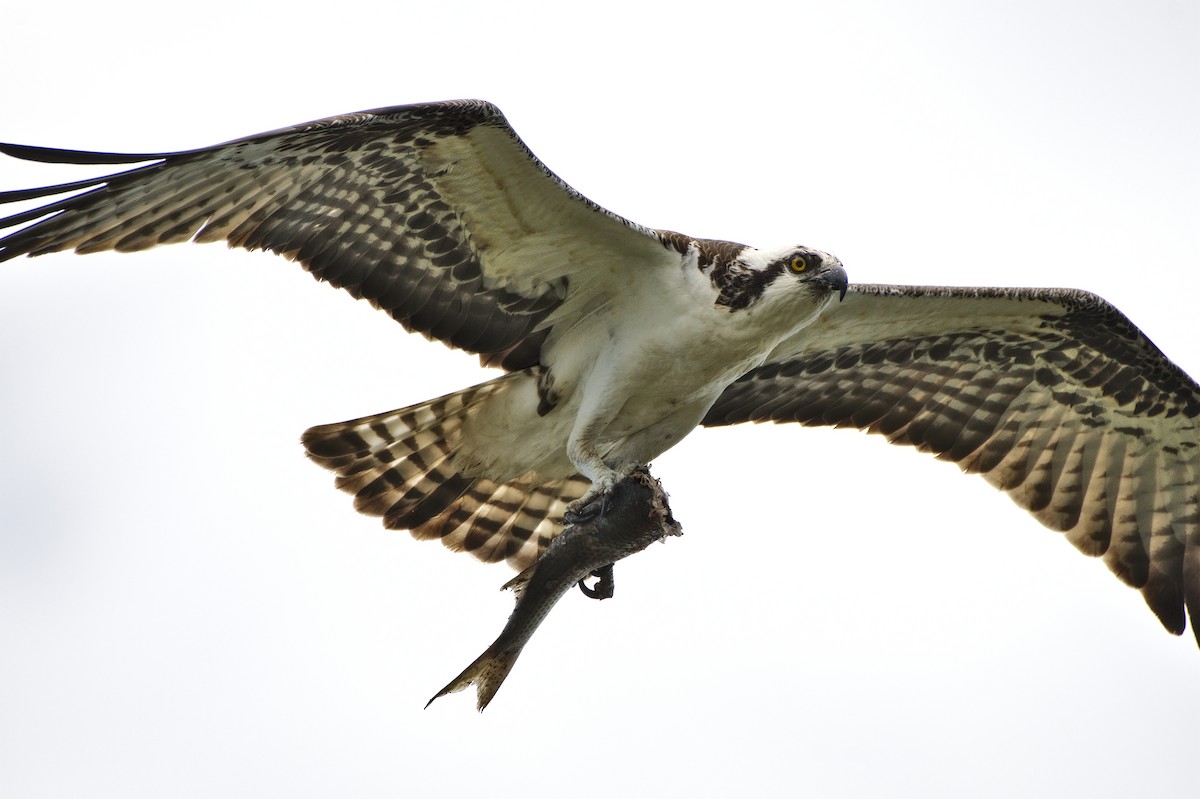 Osprey - ML154779171