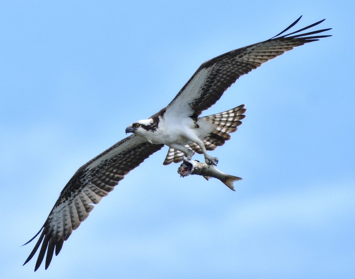 Osprey - ML154779211