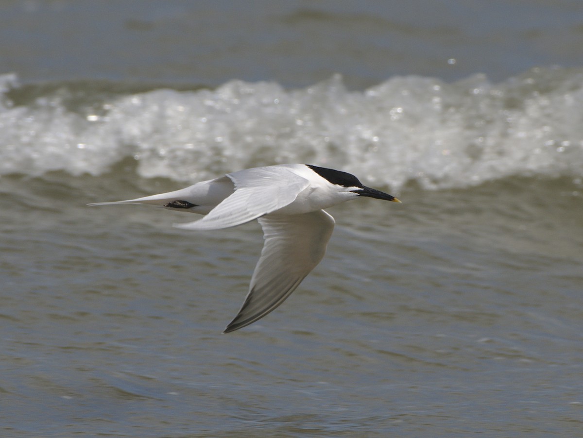 Sandwich Tern - ML154780441