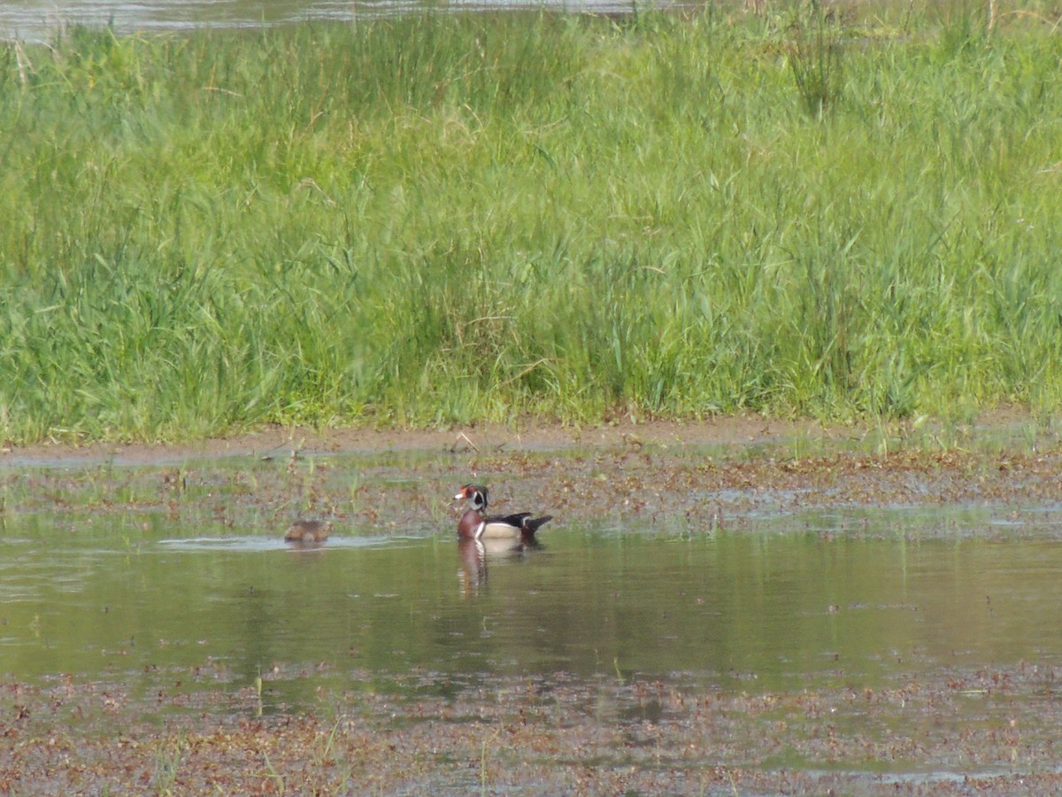 Wood Duck - ML154781641