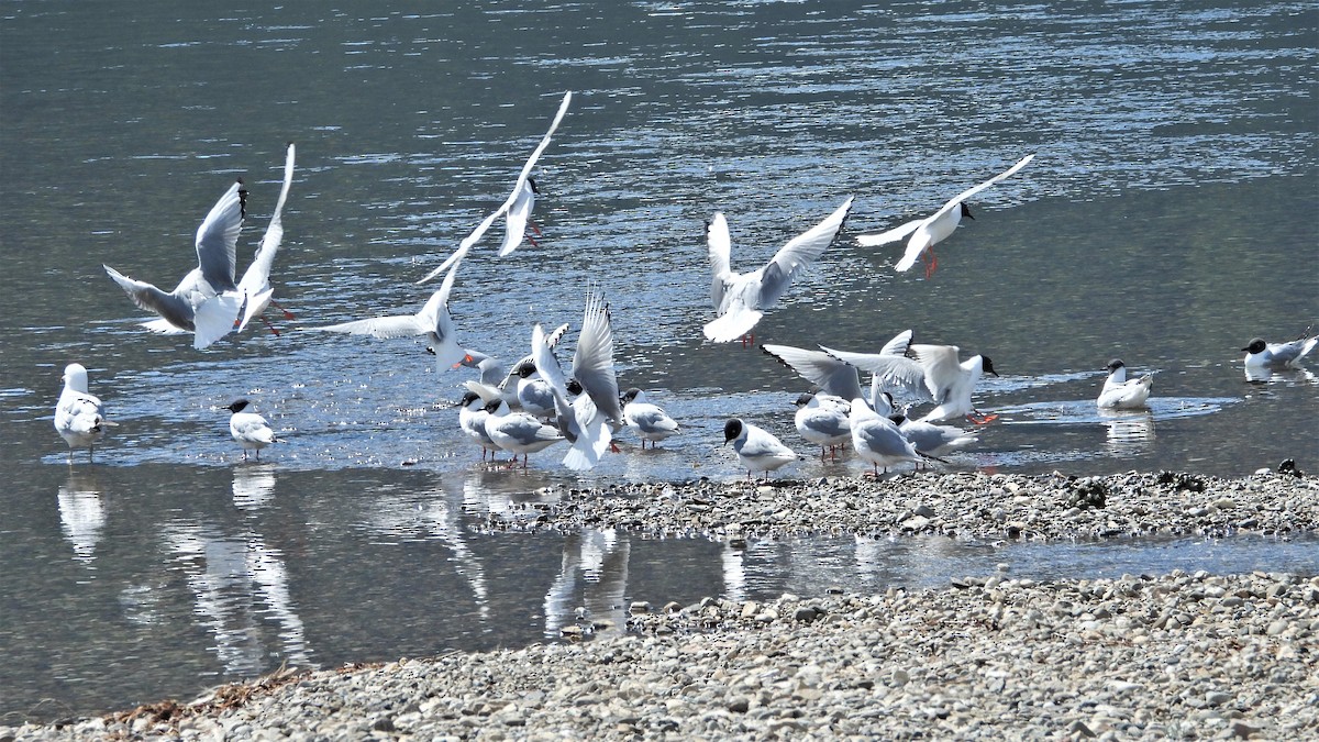 Bonaparte's Gull - Reba and Allan Dupilka