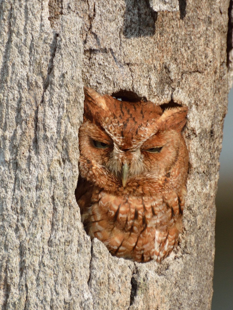 Eastern Screech-Owl - ML154781731