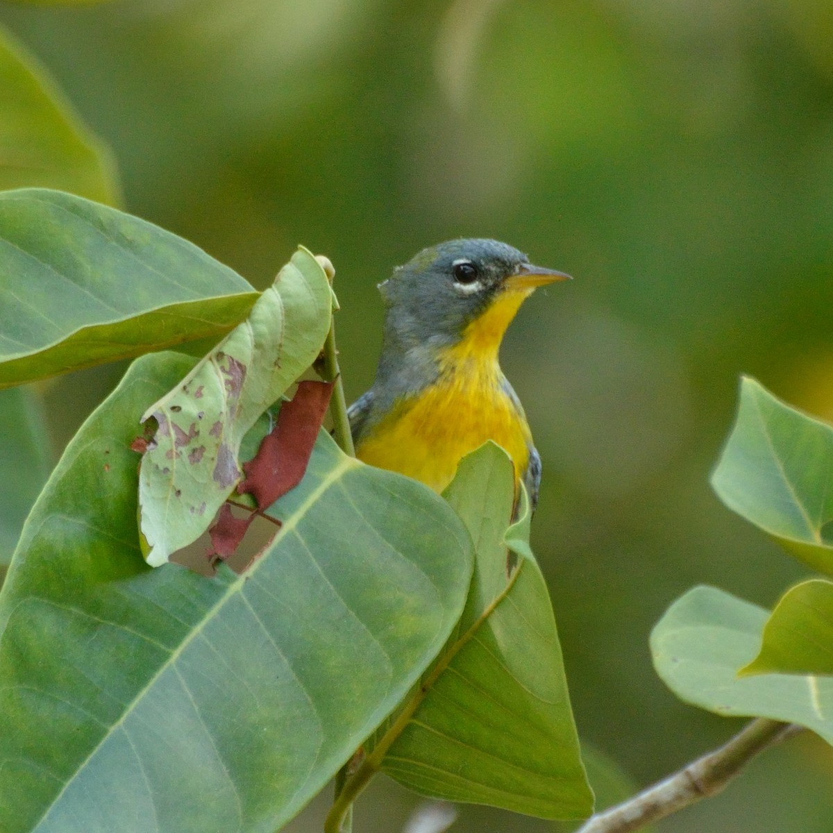 Northern Parula - ML154781931