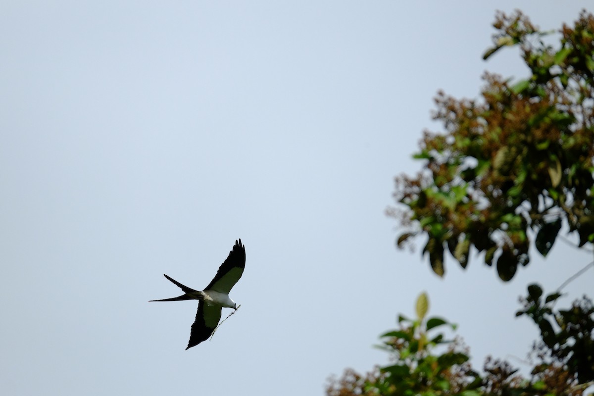 Swallow-tailed Kite - ML154782221