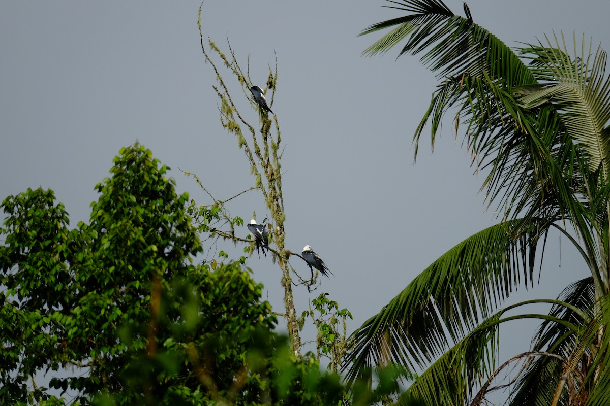 Swallow-tailed Kite - ML154782541