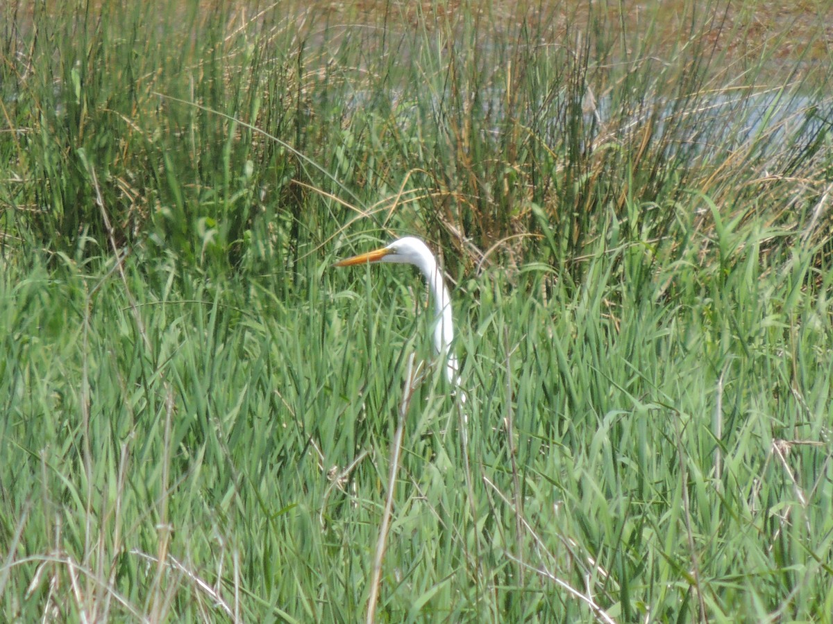 Great Egret - ML154782841