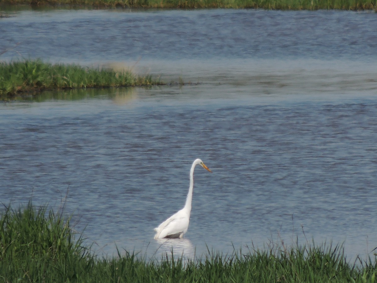 Great Egret - ML154782871