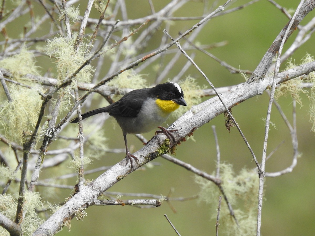 White-naped Brushfinch - ML154783241