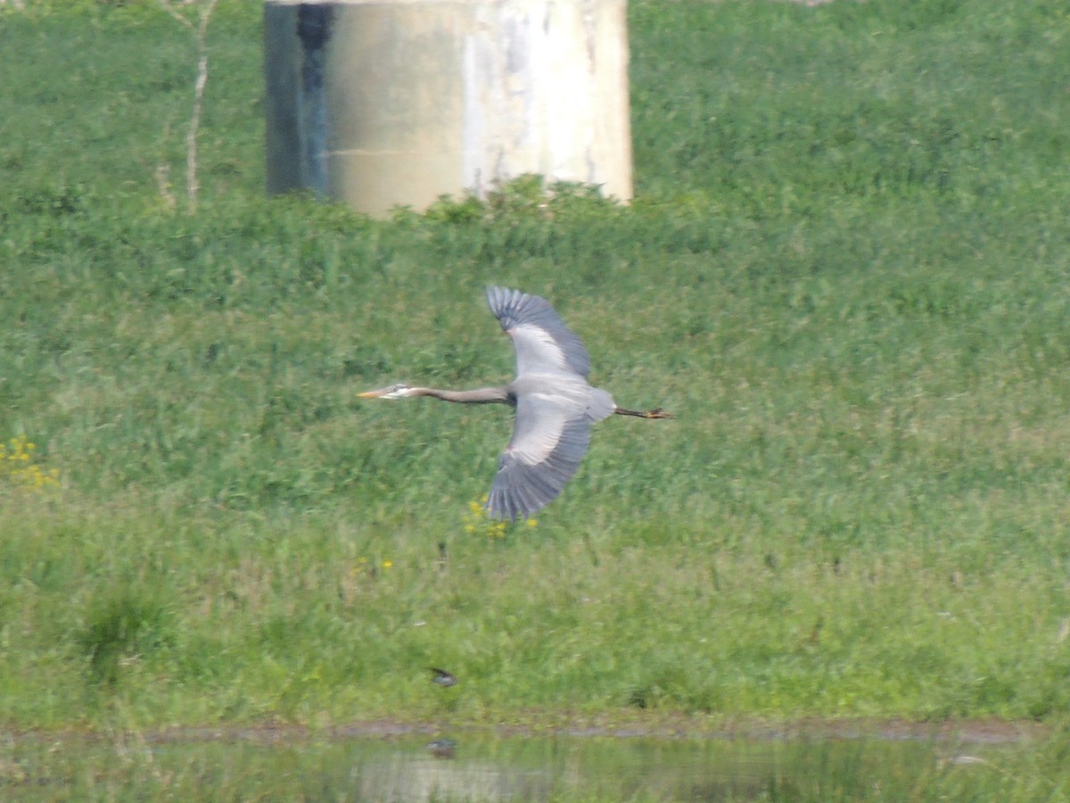 Garza Azulada - ML154783401