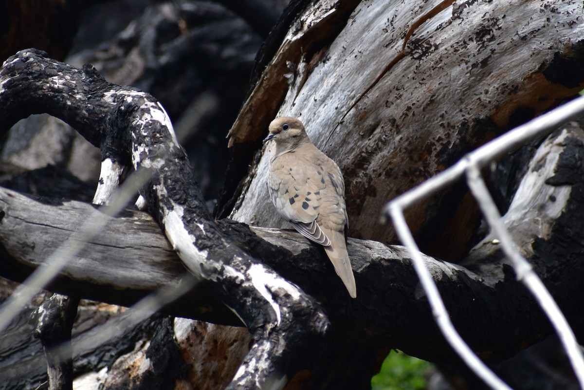 Mourning Dove - ML154783531