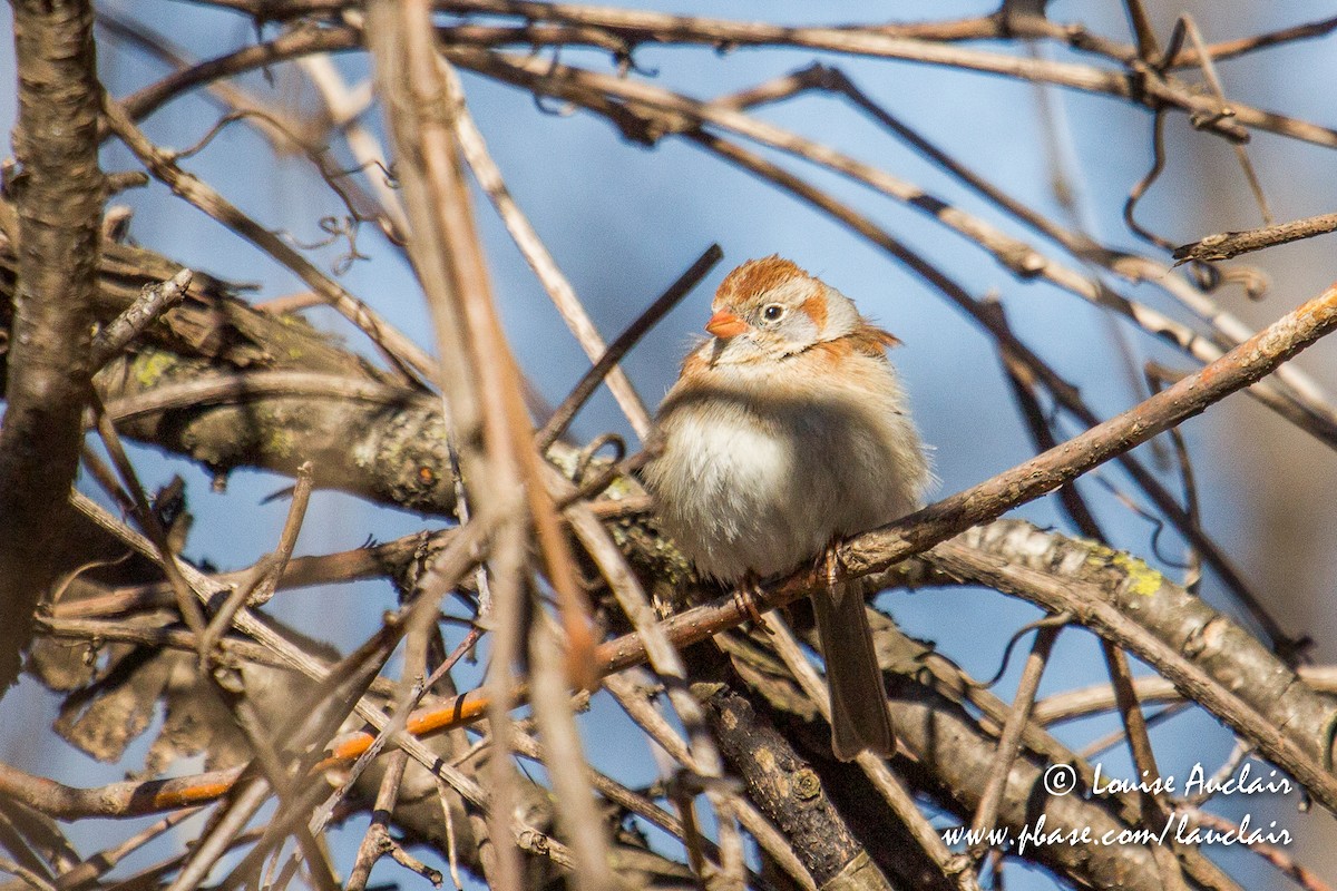 Field Sparrow - ML154783641