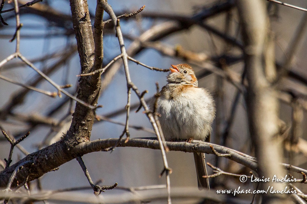 Field Sparrow - ML154783661