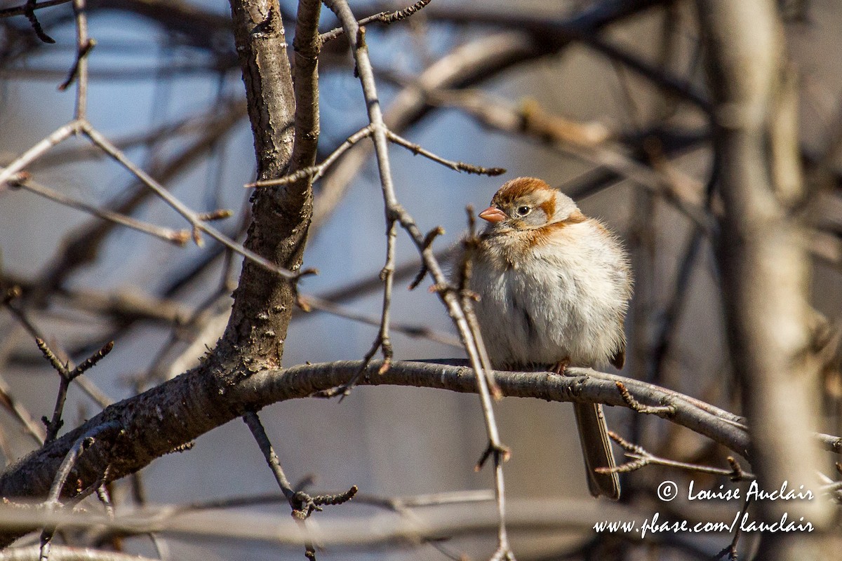 Field Sparrow - ML154783681