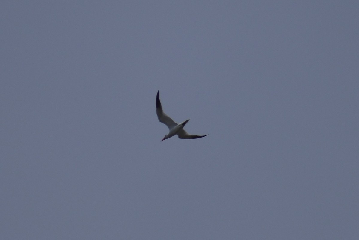 Caspian Tern - ML154783731