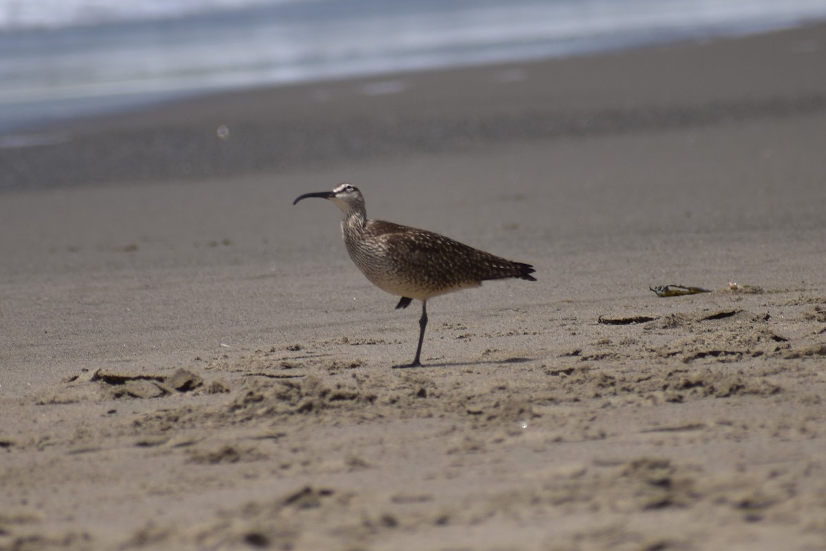 Whimbrel - ML154783871