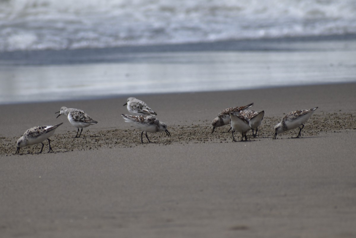 Sanderling - ML154784041