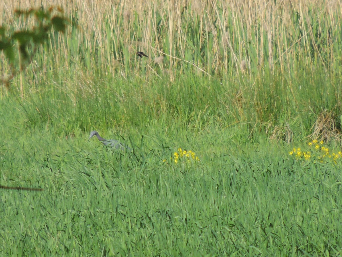 Little Blue Heron - ML154784321