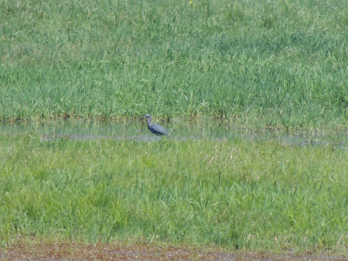 Little Blue Heron - ML154784831