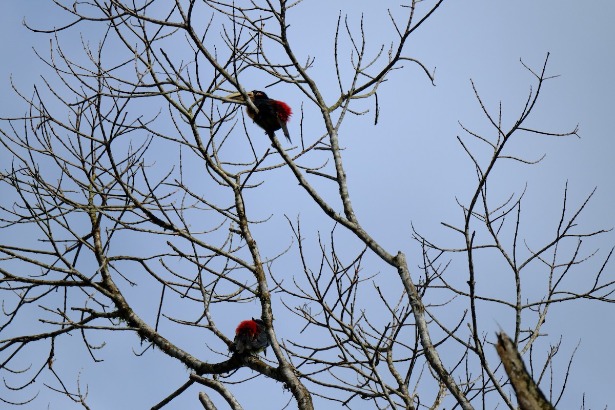 Collared Aracari - ML154785021