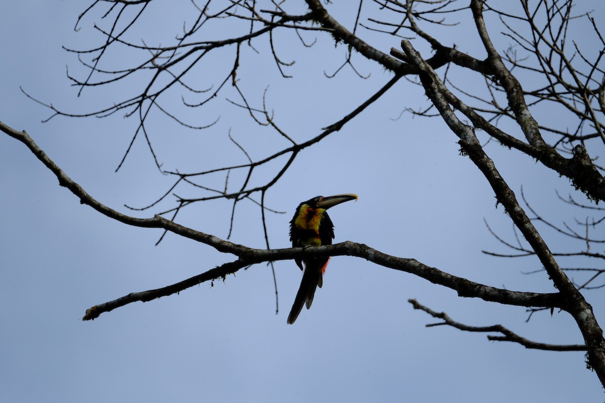 Collared Aracari - ML154785601