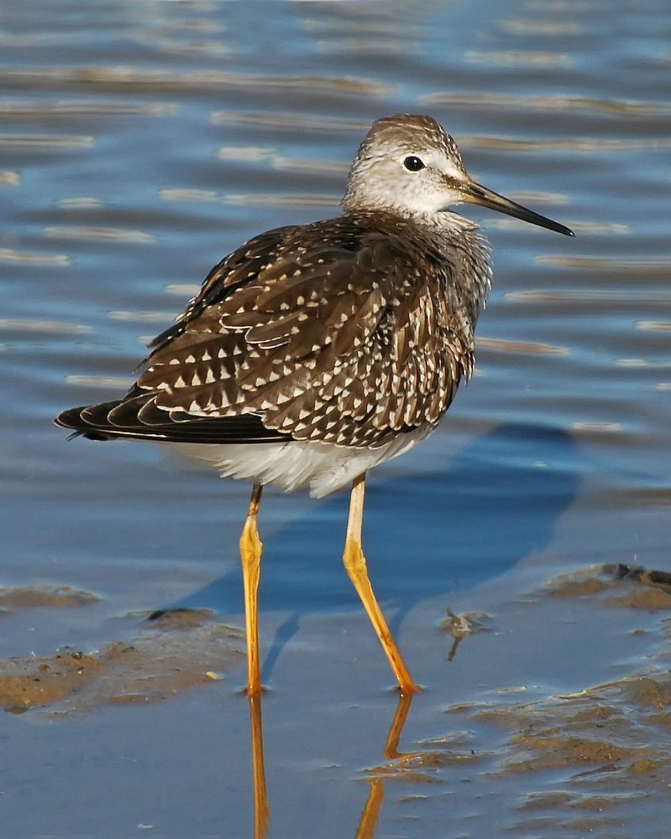 Lesser Yellowlegs - ML154785841