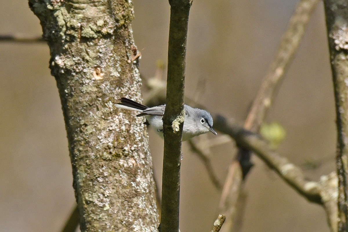 Blue-gray Gnatcatcher - ML154785851