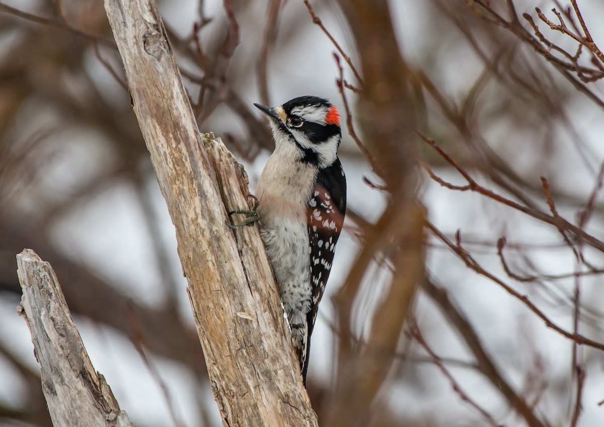 Downy Woodpecker - ML154786751