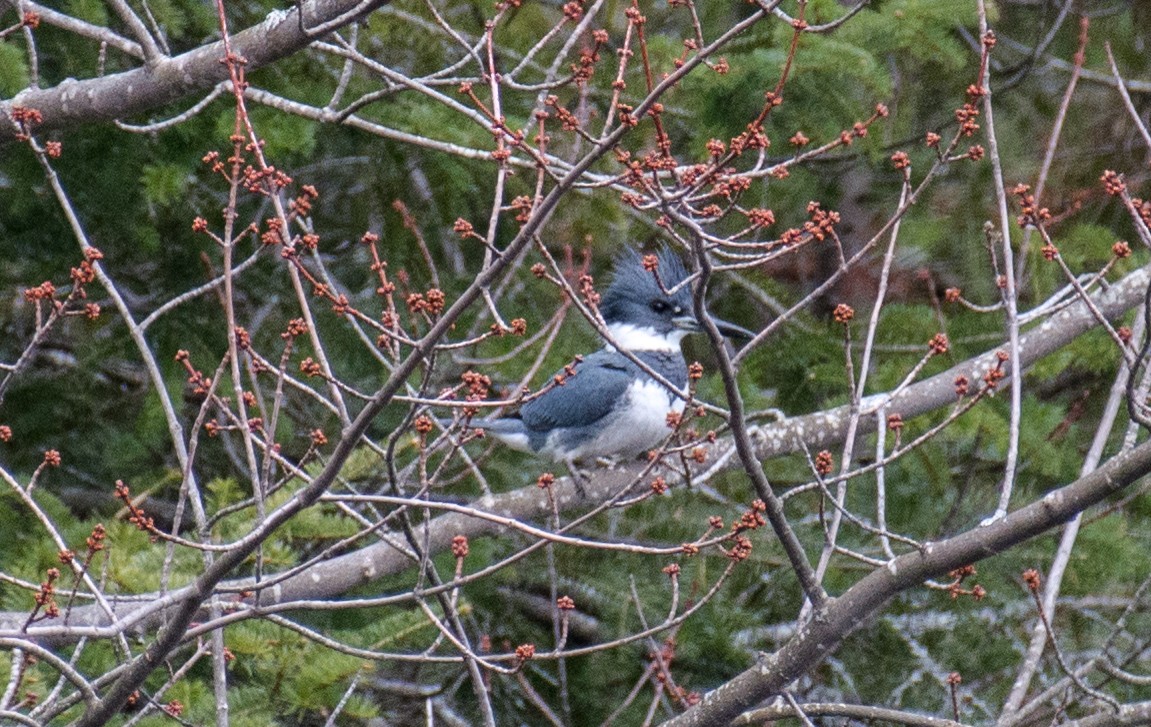 Belted Kingfisher - ML154786981