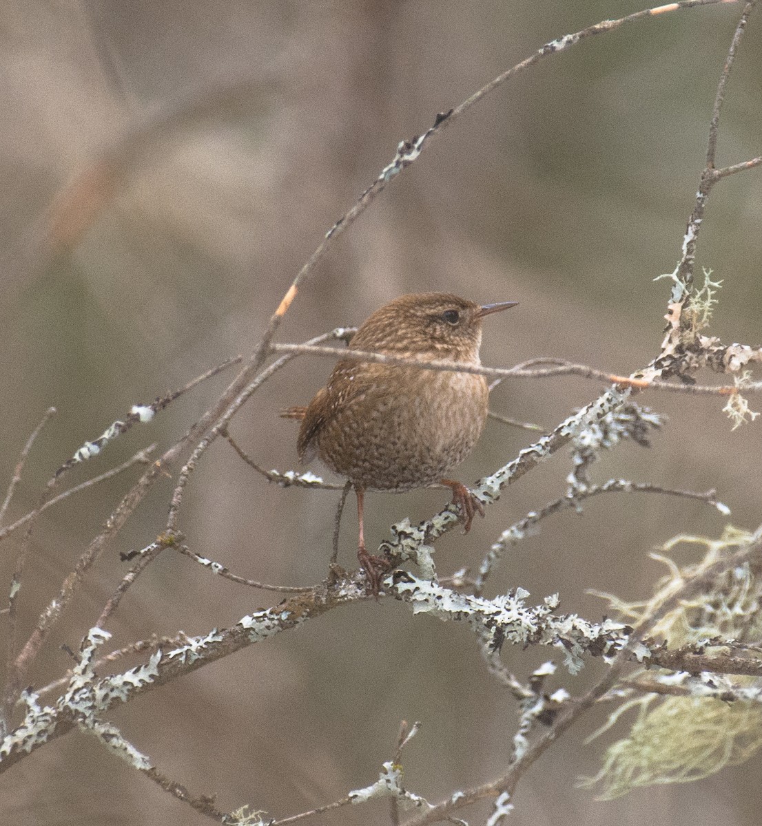 Winter Wren - ML154787121