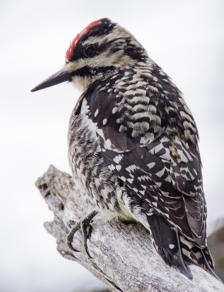 Yellow-bellied Sapsucker - ML154787231