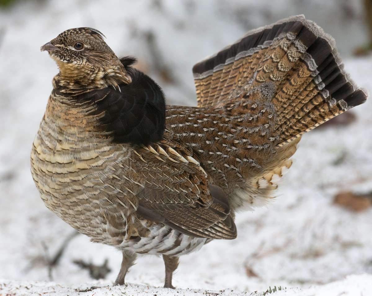 Ruffed Grouse - ML154787481