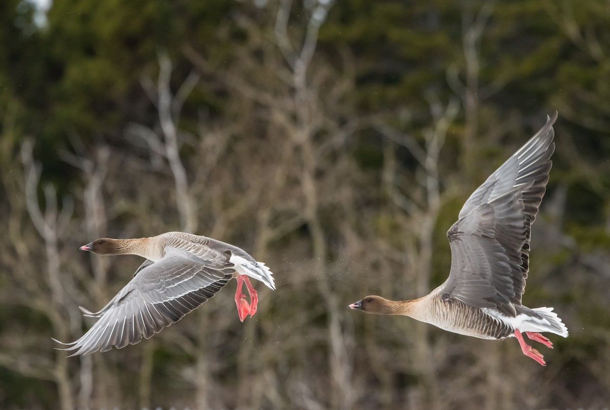 Pink-footed Goose - Frank King