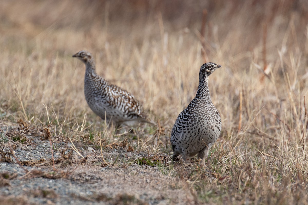 Sharp-tailed Grouse - Sulli Gibson