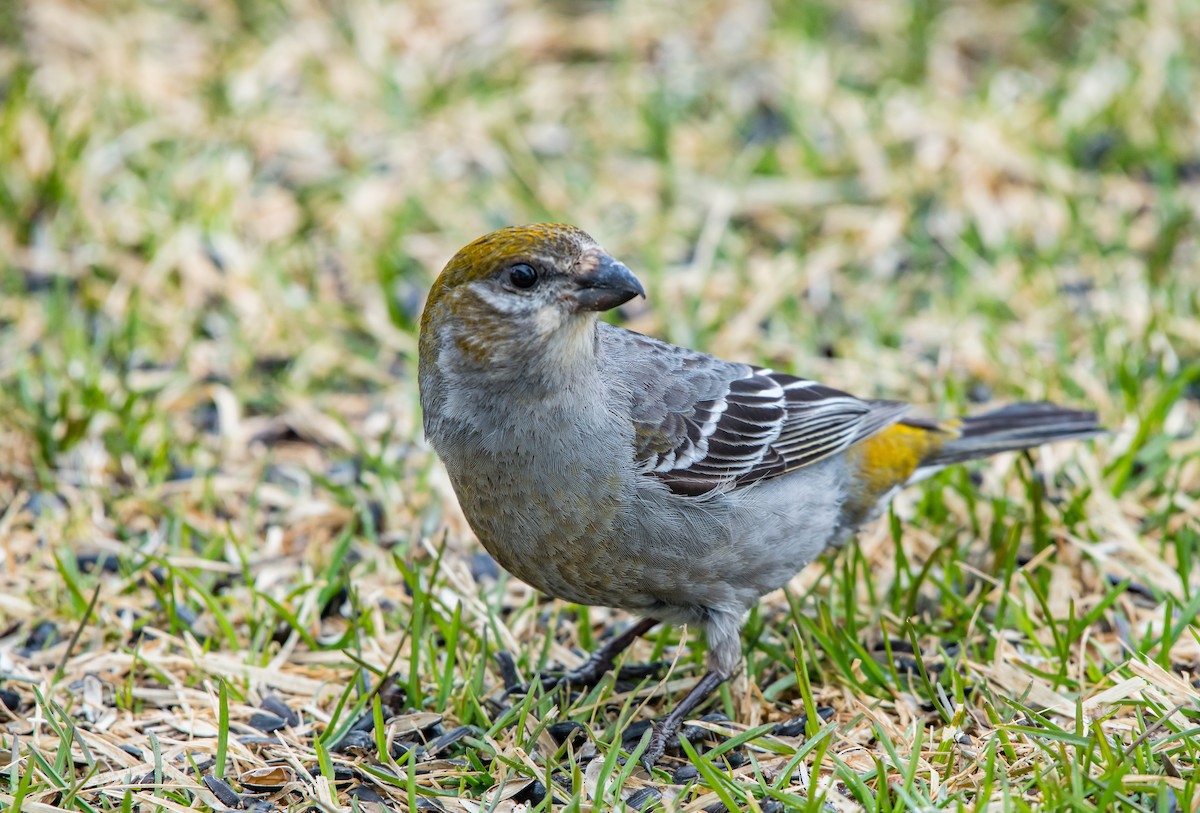 Pine Grosbeak - ML154787821