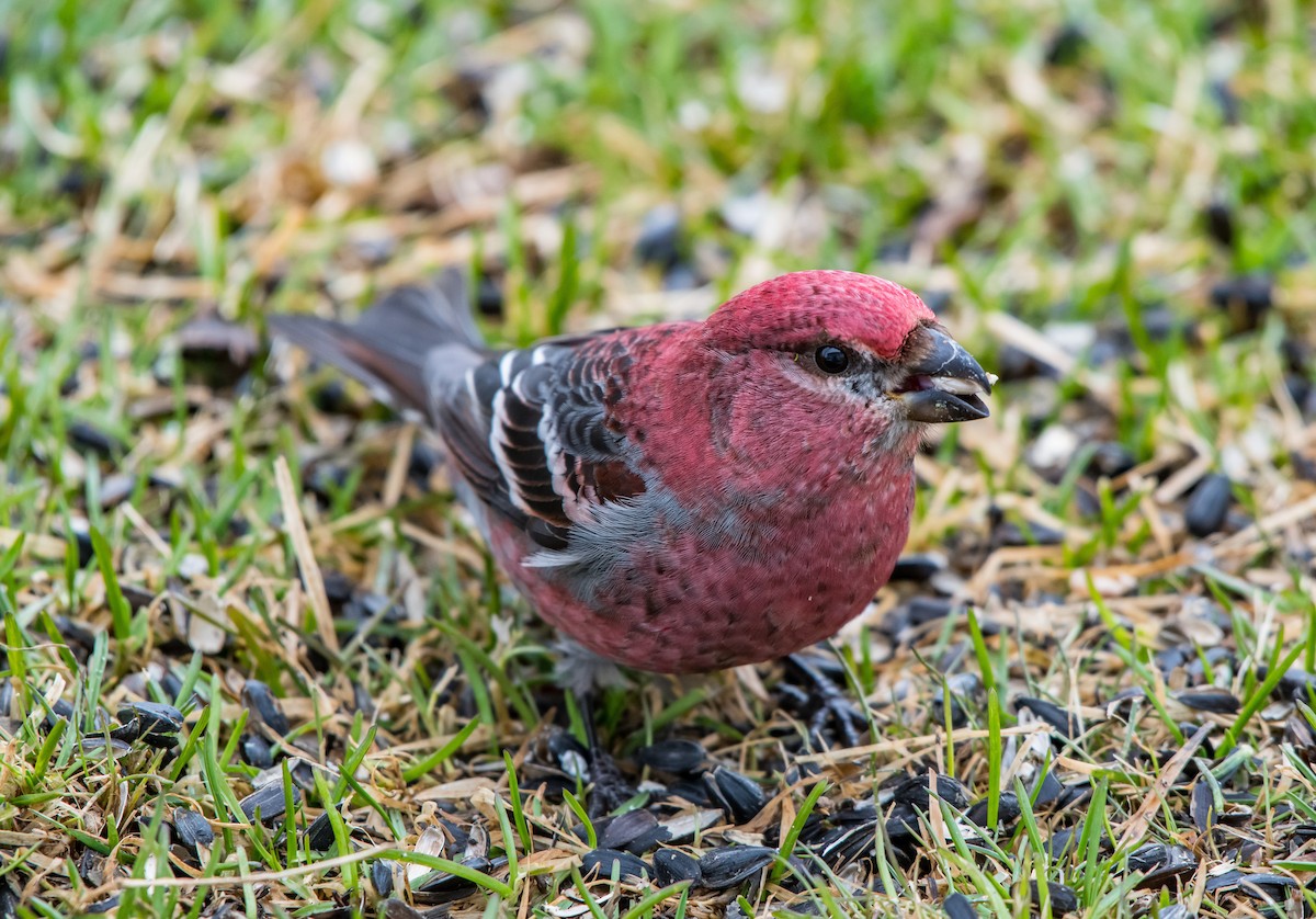 Pine Grosbeak - Frank King