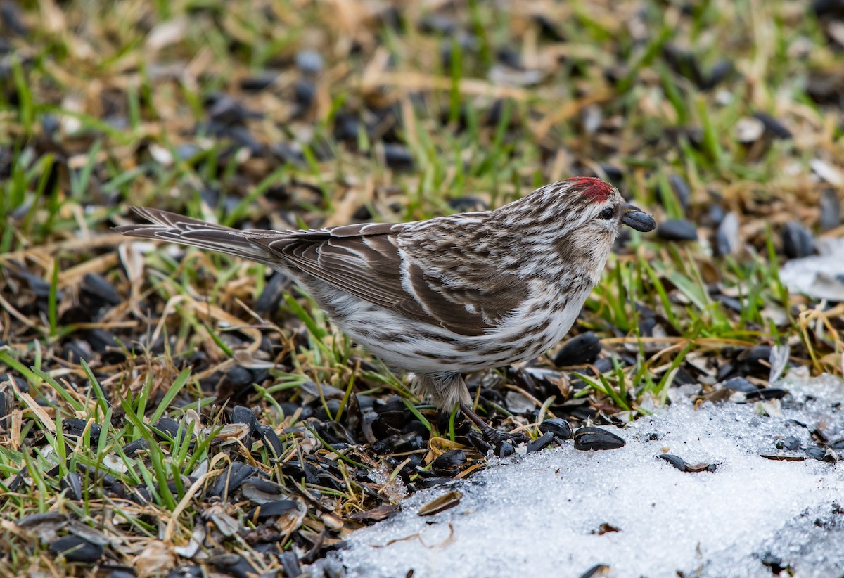 Common Redpoll - ML154787931