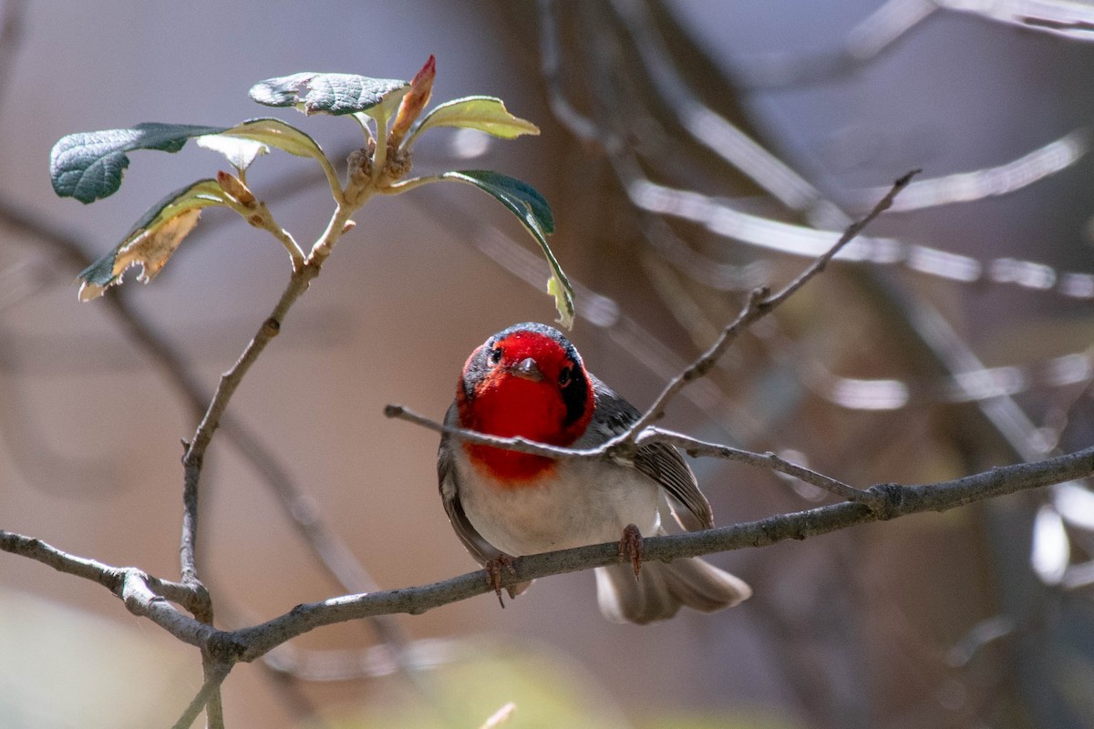 Red-faced Warbler - ML154787971
