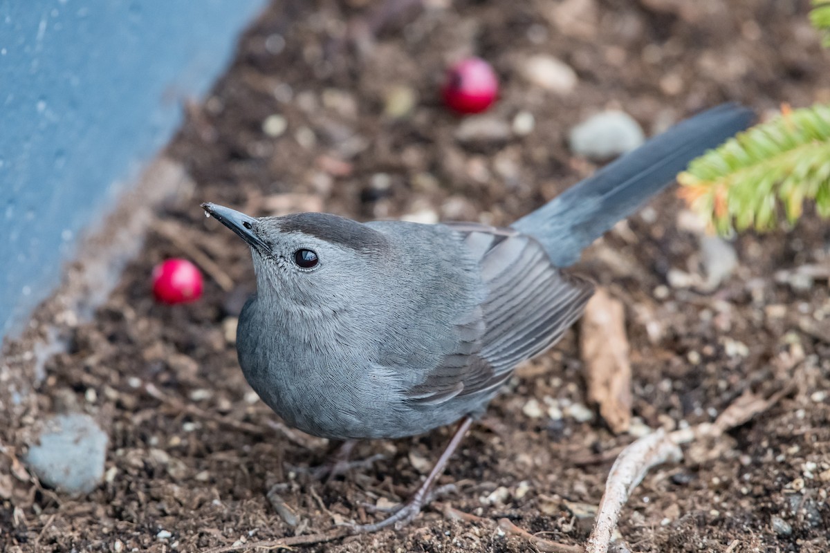 Pájaro Gato Gris - ML154788031