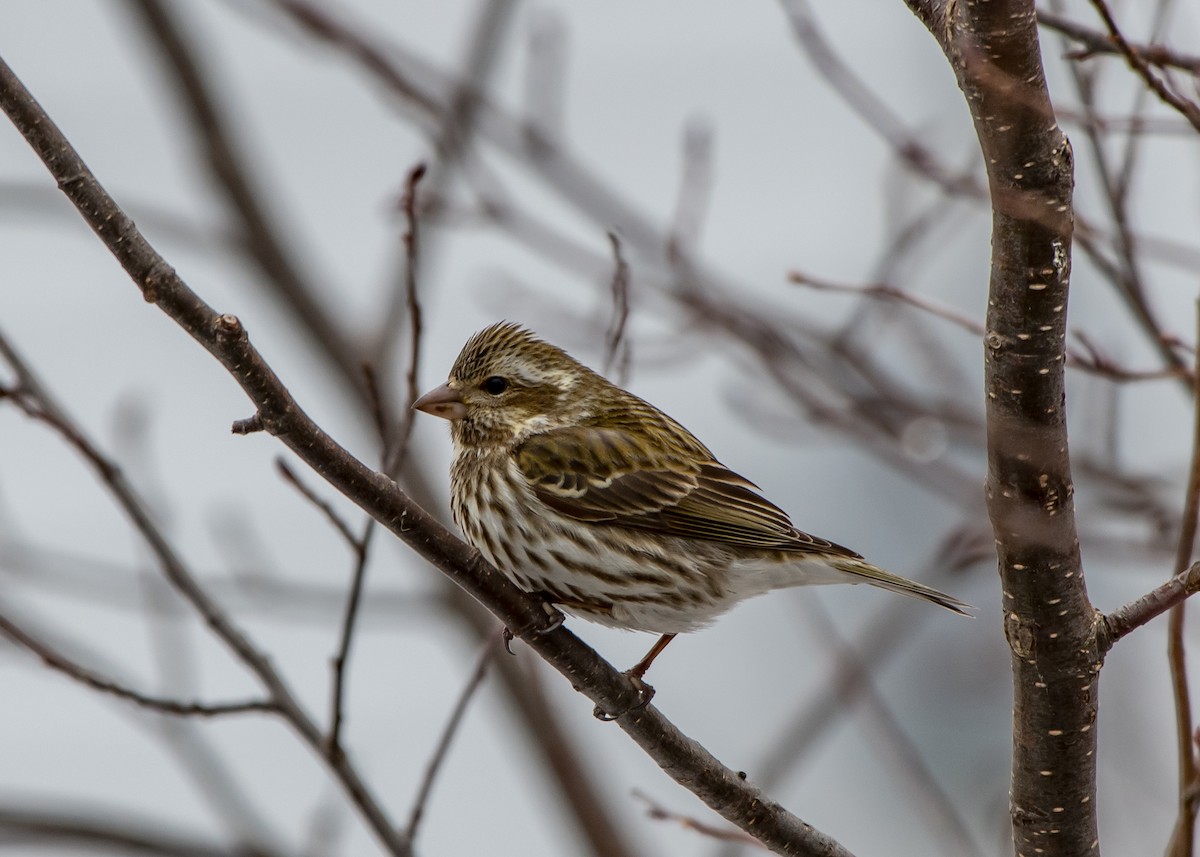 Purple Finch - Frank King