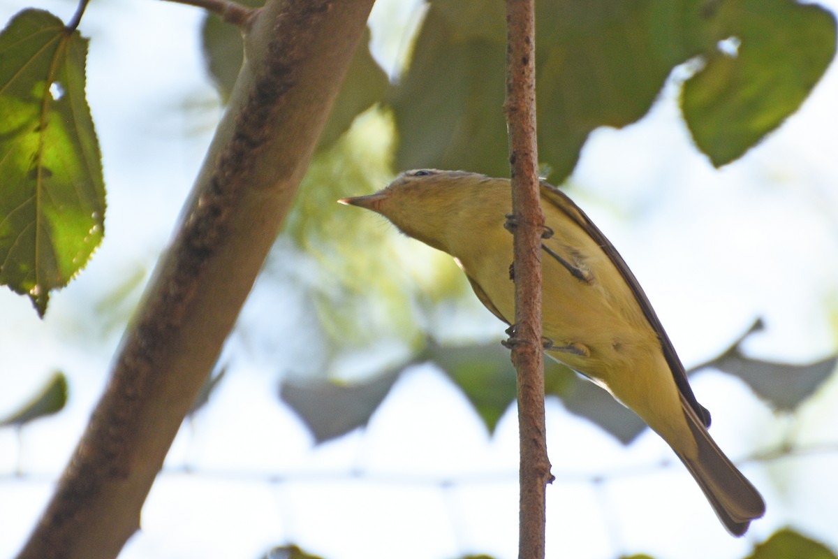 Vireo Gorjeador - ML154788221