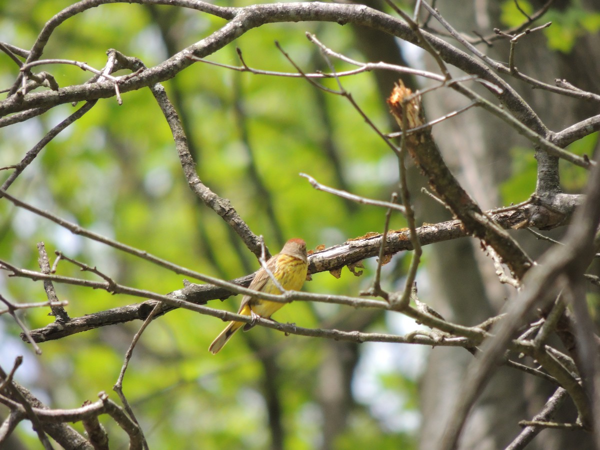 Paruline à couronne rousse - ML154788301